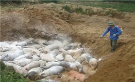 Tiêu hủy 980 con lợn nhập khẩu từ Thái Lan mắc bệnh dịch tả lợn châu Phi