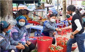 Bắc Hà (Lào Cai): Tháo gỡ khó khăn tiêu thụ mận tam hoa trong mùa dịch Covid - 19