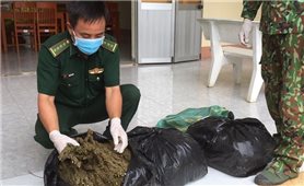 Thu giữ 13 kg cây cần sa khô vận chuyển từ Campuchia về Việt Nam