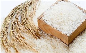 Giá lúa gạo hôm nay 7/7: Giá lúa gạo đi ngang