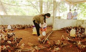 Bắc Giang khôi phục sản xuất nông nghiệp sau dịch