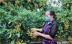 Kết nối cung cầu, tiêu thụ nhãn và nông sản tỉnh Hưng Yên