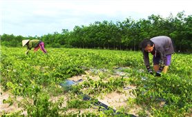 Cao chè vằng - Sản phẩm OCOP 4 sao mở hướng làm giàu cho nông dân