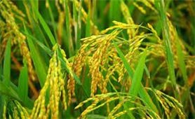 Giá lúa gạo hôm nay 31/7: Giá lúa giảm