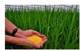 Philippines phê duyệt canh tác thương mại gạo vàng biến đổi gen