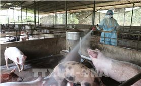 Nông dân Ia Pa, Gia Lai điêu đứng vì dịch tả lợn châu Phi