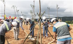 Quảng Trị: Phát động trồng cây xanh bảo vệ môi trường sinh thái ở khu vực triển khai các dự án điện gió