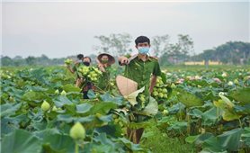 Công an huyện Ứng Hòa, Hà Nội hỗ trợ người dân thu hoạch và tiêu thụ hoa sen