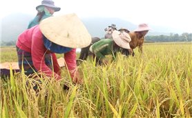 Hướng Hóa (Quảng Trị): Hỗ trợ 16.852 kg lúa giống cho đồng bào Bru Vân Kiều, Pa Kô