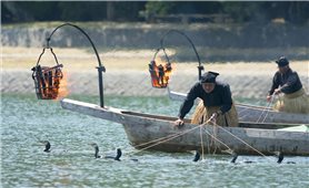 Đánh bắt cá bằng chim cốc ở Nhật Bản