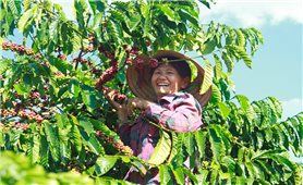 Lâm Đồng: Thiếu lao động thu hái cà phê niên vụ 2021