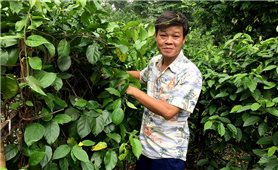 Tiến sĩ người Sán Chay bảo tồn cây thuốc quý
