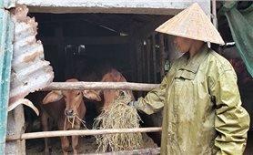 Các biện pháp bảo đảm an toàn cho vật nuôi trong mùa Đông