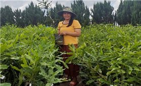 Lâm Đồng: Nữ Chủ tịch Hội Nông dân kéo cả xã cùng làm giàu