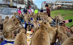 Thái Lan sẽ mở Lễ hội Buffet cho khỉ nhằm thu hút du khách trở lại