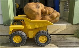 New Zealand: Phát hiện củ khoai tây có kích thước khổng lồ
