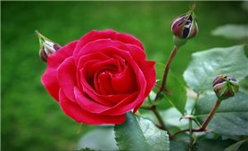 Tác dụng chữa bệnh kỳ diệu từ hoa hồng