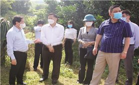 Đoàn công tác Bộ NN&PTNT kiểm tra tình hình sản xuất cây ăn quả có múi tại Hòa Bình