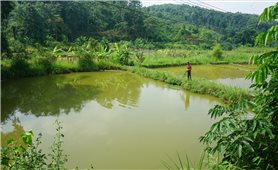 Lào Cai: Nông dân linh hoạt, thích ứng sản xuất trong tình hình dịch bệnh