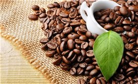 Giá cà phê hôm nay 18/11: Đồng loạt tăng mạnh trên sàn quốc tế
