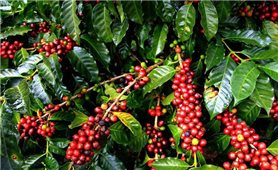 Giá cà phê hôm nay 21/11: Tăng 500 đồng/kg so với hôm qua