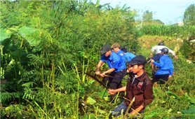 Lạng Sơn: Người dân trồng lan tràn cây mai dương nhưng không biết mối nguy hại