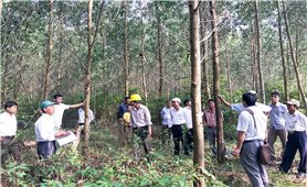 Quảng Trị: Giao khoán gần 5.000 ha rừng cho đồng bào Bru Vân Kiều