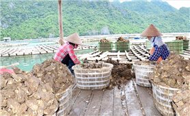 Ô nhiễm nguồn nước nuôi hàu ở Vân Đồn: Nguy cơ 