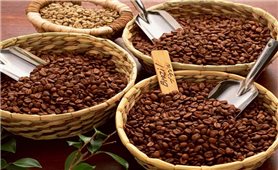 Giá cà phê hôm nay 16/12: Thị trường trong nước và thế giới tăng mạnh