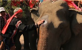 Đắk Lắk: Phối hợp triển khai mô hình du lịch sinh thái thân thiện với voi