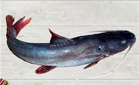 Hướng dẫn kỹ thuật nuôi cá lăng nha thương phẩm