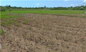 Triển khai các giải pháp ứng phó với hạn hán, thiếu nước, xâm nhập mặn mùa khô năm 2021-2022 vùng Đồng bằng sông Cửu Long