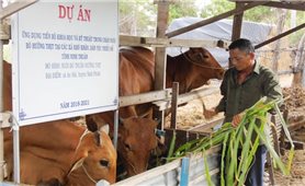 Hội thảo về dự án “Ứng dụng tiến bộ KH-KT trong chăn nuôi bò hướng thịt tại các xã khó khăn, DTTS tỉnh Ninh Thuận”
