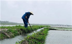 Hàng ngàn ha lúa đông xuân vừa gieo sạ ở miền Trung bị ngập úng