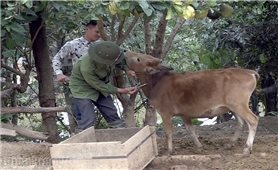 TP. Điện Biên Phủ: Chủ động phòng chống bệnh viêm da nổi cục cho trâu bò