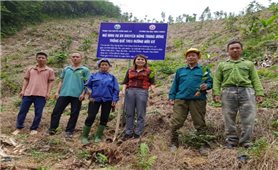 Văn Chấn: Tập huấn quy trình kỹ thuật trồng, chăm sóc rừng quế theo hướng hữu cơ