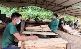 Tọa đàm nâng cao hiệu quả kinh tế cho người trồng rừng theo hướng phát triển lâm nghiệp bền vững