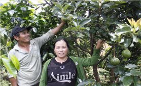 Kon Plông: Phát triển các loại cây ăn quả có giá trị kinh tế cao