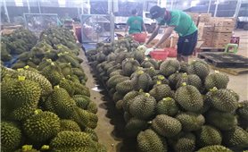 Đắk Lắk: 27 mã số vùng trồng sầu riêng và cơ sở đóng gói được Trung Quốc phê duyệt