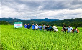 Cơ hội nâng cao giá trị cho giống lúa đặc sản của đồng bào Thái