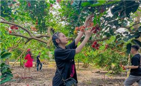 Long Khánh (Đồng Nai): Khai thác hiệu quả thế mạnh du lịch vườn