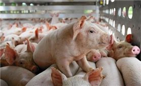 Hướng dẫn các biện pháp kỹ thuật phòng, chống bệnh dịch tả lợn châu Phi