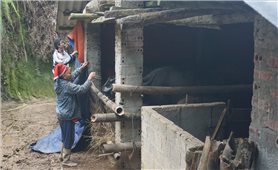 Nông dân Lào Cai chống rét cho gia súc bằng kinh nghiệm và khoa học