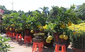Đắk Lắk: TP. Buôn Ma Thuột tổ chức chợ hoa Tết phục vụ nhu cầu mua sắm của Nhân dân
