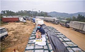 Lạng Sơn: Tạm dừng tiếp nhận phương tiện chở hoa quả tươi lên cửa khẩu từ ngày 17/1