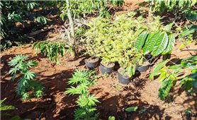 Đắk Lắk: Phát hiện, xử lý đối tượng trồng cần sa trong rẫy