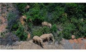 Nguy cơ tuyệt chủng loài voi rừng tại các nước châu Phi