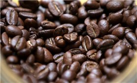 Giá cà phê hôm nay 16/2: Dao động khoảng 40.800 - 41.400 đồng/kg