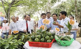 Phú Yên: Chuỗi giá trị nông nghiệp tại các HTX phát huy hiệu quả