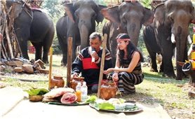 Đắk Lắk: Tăng cường quản lý, sử dụng voi nhà tiến tới chấm dứt du lịch cưỡi voi